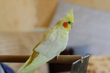 Evdeki Cockatiel papağanının güzel fotoğrafı.