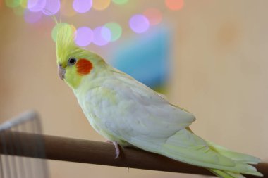 Evdeki Cockatiel papağanının güzel fotoğrafı.