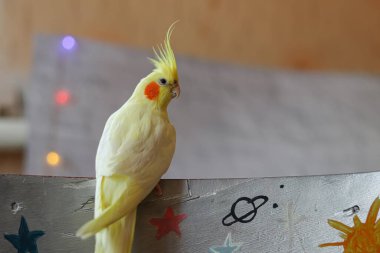 Evdeki Cockatiel papağanının güzel fotoğrafı.