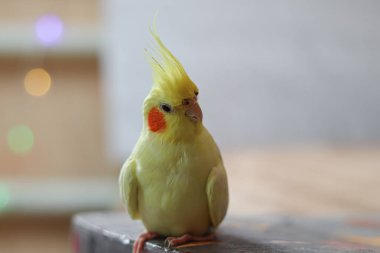 Evdeki Cockatiel papağanının güzel fotoğrafı.