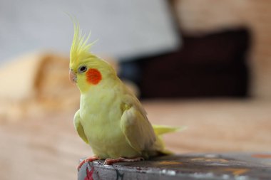 Evdeki Cockatiel papağanının güzel fotoğrafı.