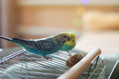 funny parrot.pet parrot.cute budgerigar.ornithology.love and care for animals.cage birds.funny birds.little bird.smart talking parrot.beautiful pet portrait.two parrots.parrots and birds.beautiful funny parrot.closeup portrait.pet shop.budgerigars