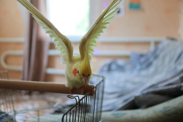 Vogel Van Papegaai Kooi Vogel Met Een Tuft Gele Vogel — Stockfoto