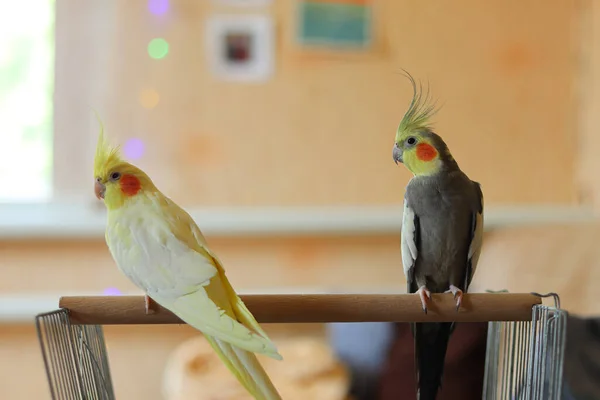 Nahaufnahme Von Niedlichen Corella Papageien Hause — Stockfoto