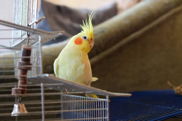 Piękne Zdjęcie Cockatiel Papugi Domu — Zdjęcie stockowe