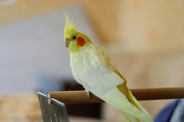 Evdeki Cockatiel Papağanının Güzel Fotoğrafı — Stok fotoğraf