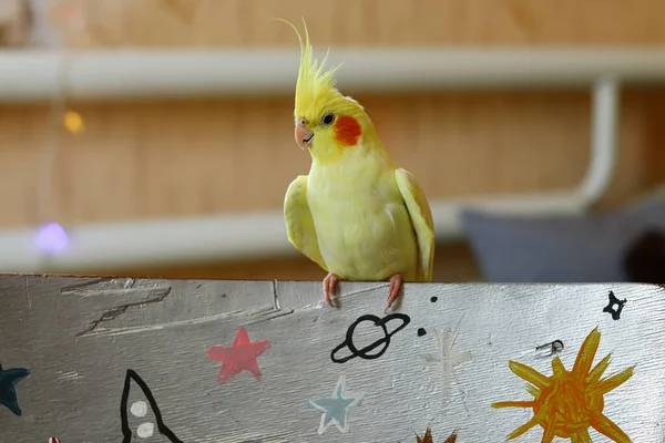 Krásná Fotka Papouška Cockatiel Doma — Stock fotografie