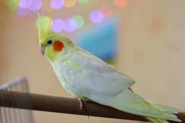 Beautiful Photo Cockatiel Parrot Home — Stock Photo, Image