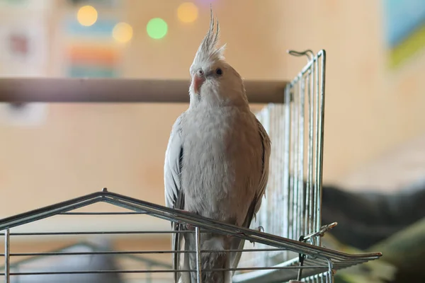 一只鹦鹉在家里的美丽照片 — 图库照片