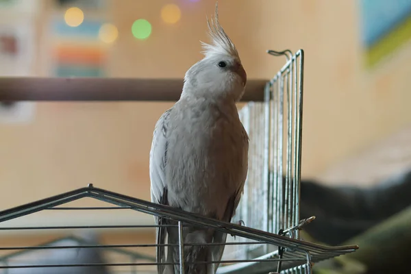 Красива Фотографія Коктейльного Папуги Вдома — стокове фото