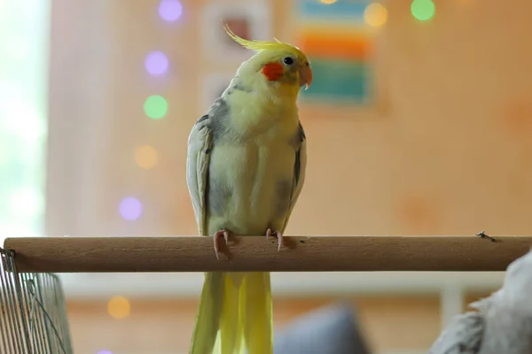 Όμορφη Φωτογραφία Ενός Παπαγάλου Cockatiel Στο Σπίτι — Φωτογραφία Αρχείου