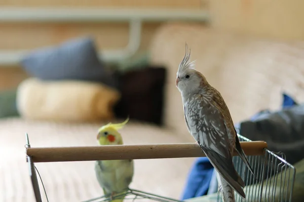 家中可爱的科拉鹦鹉近景 — 图库照片