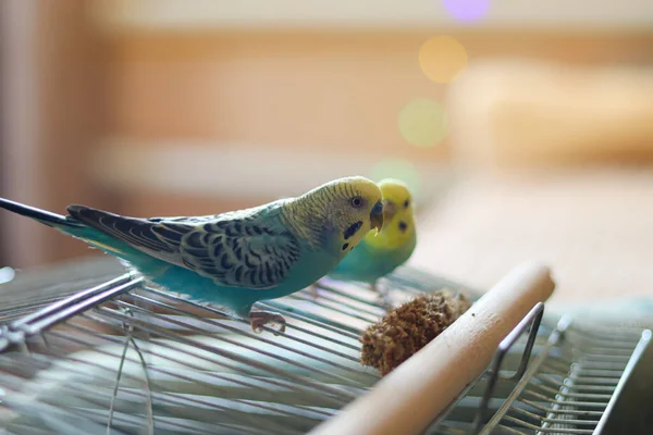 Funny Parrot Pet Parrot Cute Budgerigar Ornithology Love Care Animals — 스톡 사진