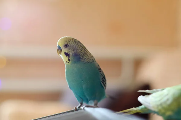 Grappige Parrot Huisdier Parrot Schattig Budgerigar Ornithology Love Zorg Voor — Stockfoto