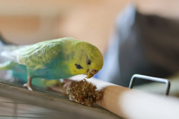 Funny Parrot Pet Parrot Cute Budgerigar Ornithology Love Care Animals —  Fotos de Stock