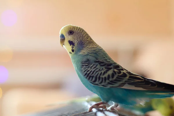 Divertente Pappagallo Pet Pappagallino Cute Budgerigar Ornithology Love Cura Gli — Foto Stock