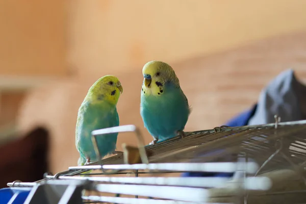 Vicces Papagáj Pet Papagáj Aranyos Budgerigar Ornithology Love Gondoskodás Állatok — Stock Fotó