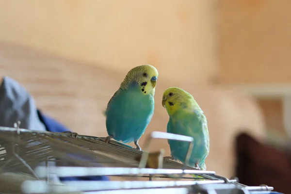 Funny Parrot Pet Parrot Cute Budgerigar Ornithology Love Care Animals — Foto de Stock