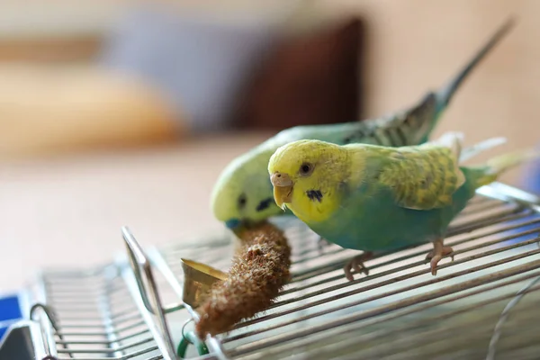 재밌네요 Parro Pet Parrot Cute Budgerigar Ornithology Love Care Animals — 스톡 사진