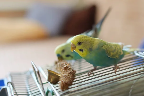 재밌네요 Parro Pet Parrot Cute Budgerigar Ornithology Love Care Animals — 스톡 사진