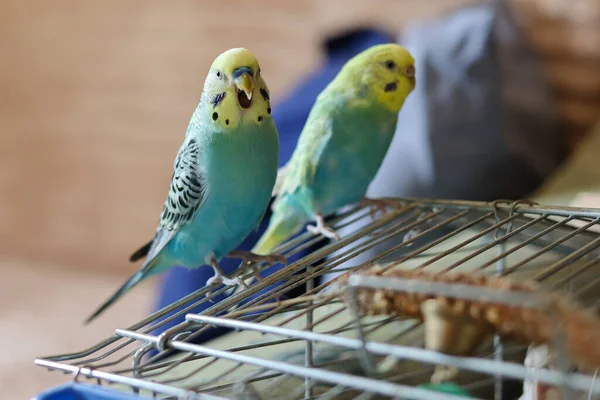 Evdeki Güzel Papağanların Yakın Plan Görüntüsü Komik Papağan Evcil Hayvan — Stok fotoğraf