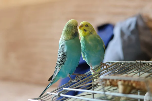 Vicces Papagáj Pet Papagáj Aranyos Budgerigar Ornithology Love Gondoskodás Állatok — Stock Fotó