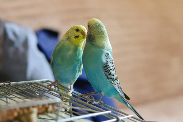 재밌네요 Parro Pet Parro Cute Budgerigar Ornithology Love Care Animals — 스톡 사진