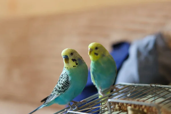 Közeli Kilátás Gyönyörű Papagájok Pár Otthon Vicces Papagáj Pet Papagáj — Stock Fotó