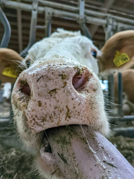 cow at the farm.funny cow showing tongue.cute cow licking.farming.cow farm.funny funny animal.smiling cow.dairy farm.kind animal.caring for pets.agricultural business animal husbandry.  cattle.cheerful cow.close-up portrait.