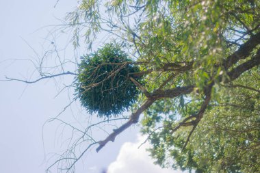 Bir ağacın yakın plan görüntüsü. Ökse otu ağacı hastalığı. Ağaçtaki ökseotu. Bitkiler üzerindeki parazit. Eski moda fotoğraf. Noel 'in sembolü..