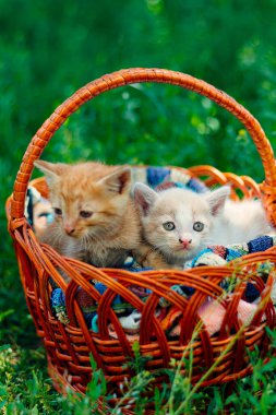 Bir sepet çiçekli sevimli kedi, sepetteki kediler, sevimli kediler, sevimli kediler, şirin kediler, cins kediler, hayvan barınağı yok, hayvan barınağı, küçük kediler, komik hayvanlar, zencefil kedileri, tatlı kediler, evcil hayvan sterilizasyonuyla güzel bir fotoğraf, terk edilmiş evcil hayvanlar.