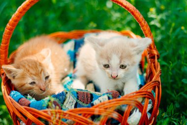 Bir sepet kedili sevimli kedi. Şirin küçük kediler doğada bir sepete otururlar. Kırmızı ve beyaz kedi. Oyuncak hayvanlar. Satılık kediler. Evsizler için barınaklar. Veteriner klinikleri.