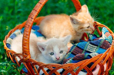 Çimenlerin üzerinde sepetin üzerinde oturan iki sevimli kedi yavrusu. Şirin küçük kedicikler doğada bir sepetin içinde otururlar. Kırmızı ve beyaz kedi. Oyuncu hayvanlar. Satılık kedi. Evsizler için barınak. Evsizler için barınak..