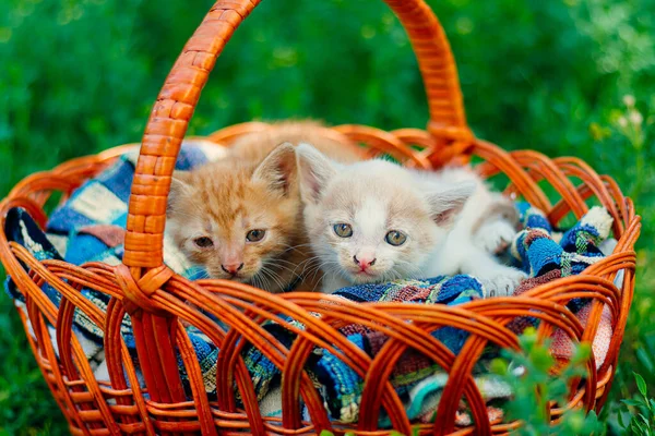 two cats on a basket in the park.kittens in basket.pet care.cute kittens.no breed cats.animal shelter.animal protection.homeless animals.small cat.funny animals.ginger cat.sweet cats.beautiful photo with pets.pet sterilization.cat food.abandoned cats