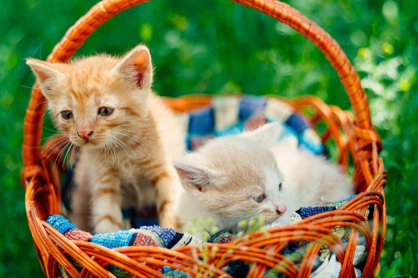 Two Cute Kitten Wicker Basket Cute Little Kittens Sit Basket — Stock Photo, Image