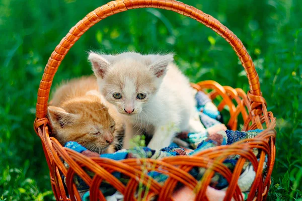 cute little kitten.kittens in basket.pet care.cute kittens.no breed cats.animal shelter.animal protection.homeless animals.small cat.funny animals.ginger cat.sweet cats.beautiful photo with pets.pet sterilization.pet gift.sad cat.homeless animals