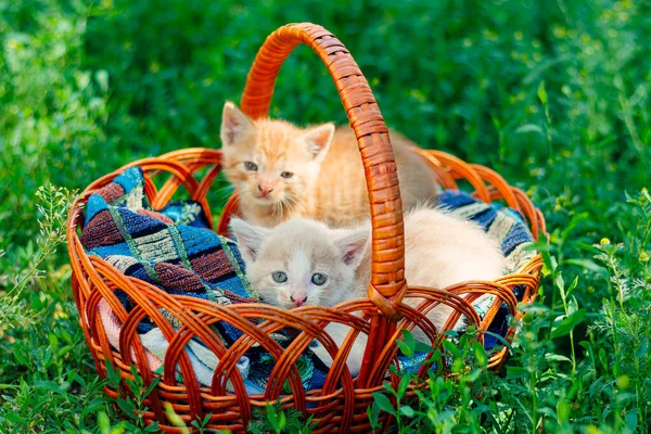 stock image little kittens in a basket.cute little kittens sit in a basket in nature.red and white cat.playful animals.playful kittens.kittens for sale.shelter for homeless animals.veterinary clinic.pet care.funny kittens.pets walk.love to the animals.present.