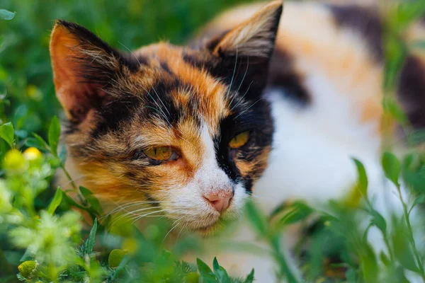 portrait of a cute cat.beautiful tricolor cat with yellow eyes lies on the grass.kitty lies in the park.funny playful cat.lazy pet.animal shelter.pet care.happy cat.pet on a walk.sad cat. homeless animal.pet food.fluffy.close-up portrait of a cat