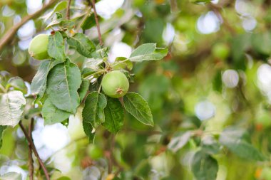 Olgunlaşmamış elma ağaçta yetişiyor. Elmalar ağaçta yetişiyor. Yeşil elmalar ağaçta yetişiyor. Ev bahçesi, tarım ve tarım sektörü. Bitki yetiştirme. Olgunlaşmamış meyve.