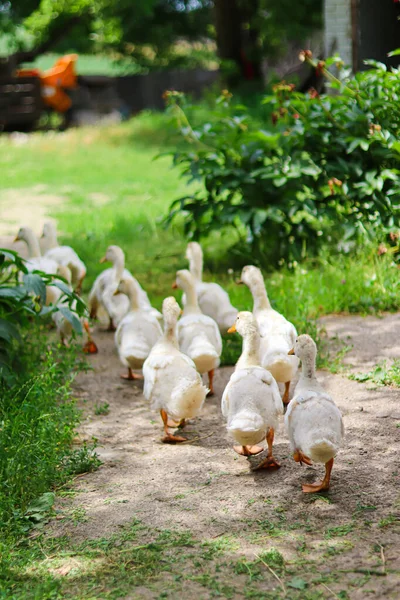 Çiftlikteki Beyaz Ördekler Sevimli Ördekler Bahçede Yürüyor Evcil Hayvanlar Çiftlik — Stok fotoğraf