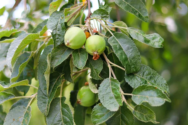 stock image unripe apple on tree.growing apples.orchard.green apples grow on tree.home garden.farming and agribusiness.home produce.plant cultivation.unripe fruit.green fruit.rural life.small unripe apple fruit