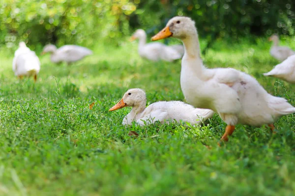 Yazın Yeşil Çimenlikteki Beyaz Kazlar Şirin Ördekler Bahçede Yürüyor Evcil — Stok fotoğraf