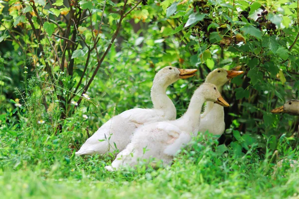 緑の草原で白いアヒル かわいいアヒルは庭を歩く ペット 家庭農業 ホームファーム鳥の農場動物やケアのための愛 幸せな動物 養鶏場アヒルの美しい写真 — ストック写真