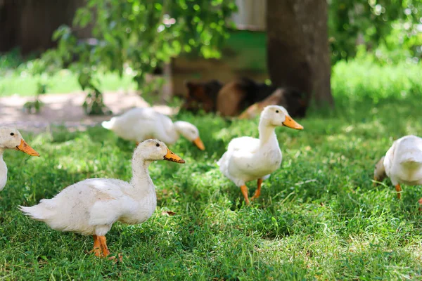 Oche Domestiche Presso Agricoltura Simpatiche Anatre Passeggiata Nel Yard Pets — Foto Stock