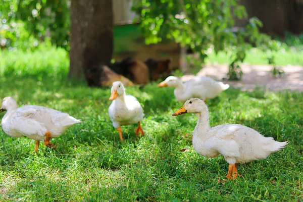 Bahçede Beyaz Ördek Var Şirin Ördekler Bahçede Yürüyor Evcil Hayvan — Stok fotoğraf