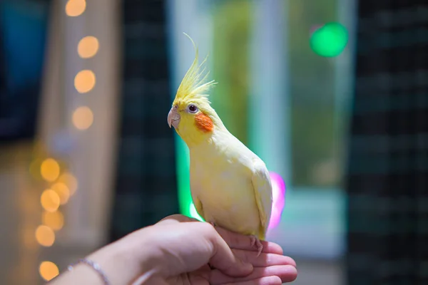 Захист Тварин Pet Shop Tame Parrot Friendship Красива Фотографія Птаха — стокове фото