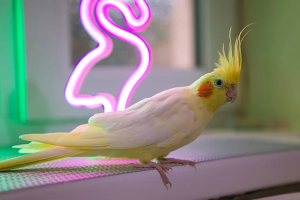Захист Тварин Pet Shop Tame Parrot Friendship Жовтий Коктейльний Папуга — стокове фото