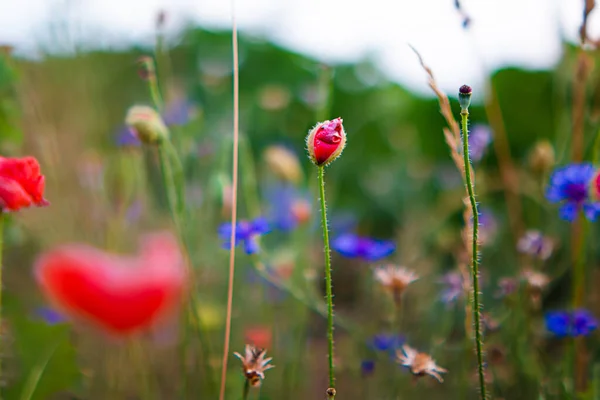 들판의 과붉은 과붉은 아름다운 색상의 들판의 Close Beam Nature Flower — 스톡 사진