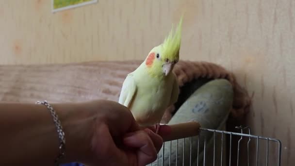 Primer Plano Del Loro Lindo Sentado Finger Parrot Sienta Una — Vídeos de Stock