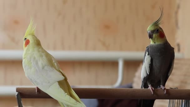 Detailní Záběry Roztomilých Papoušků Sedí Kleci Roztomilé Ptáci Sedí Pár — Stock video